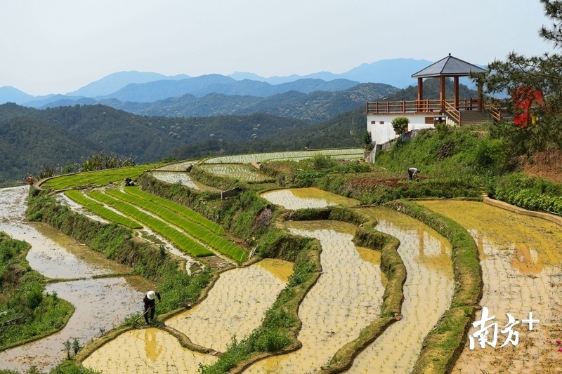 大东镇坪山梯田旅游景区，村民正在稻田里忙作。（南方日报记者 何森垚 摄）
