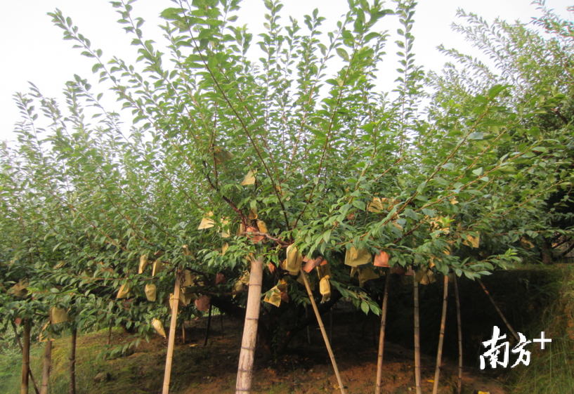 九峰和两江已经成为广东最大的黄金奈李生产基地。