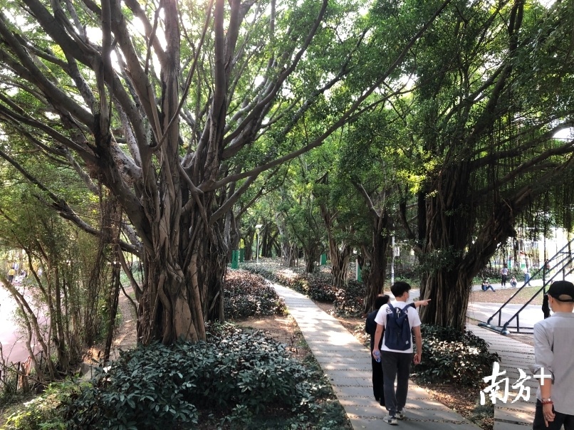 运动场周边生长着不少二十多年树龄以上的乔木。杨溢子 摄