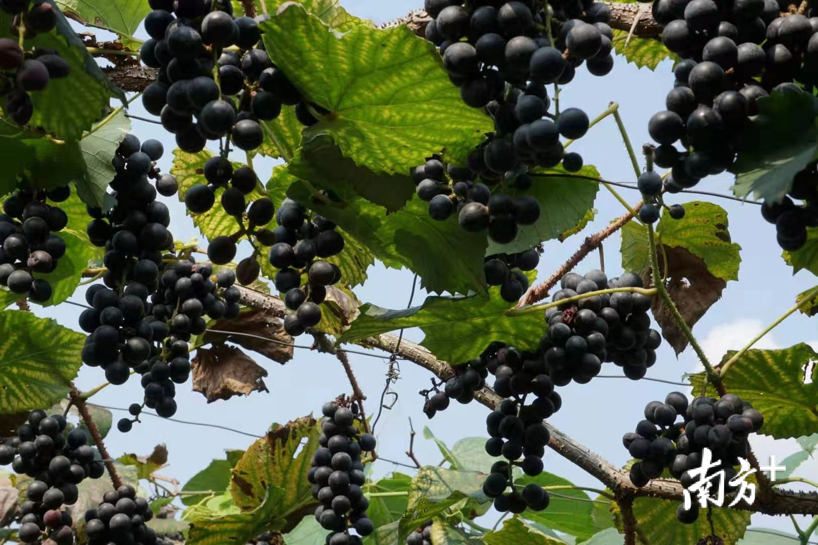 园区酿酒葡萄种植面积有5100亩，计划到2021年酿酒葡萄种植面积达1.5万亩。