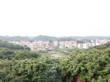 “丁堂印象”：省定贫困村精心种荔枝走上奔康路