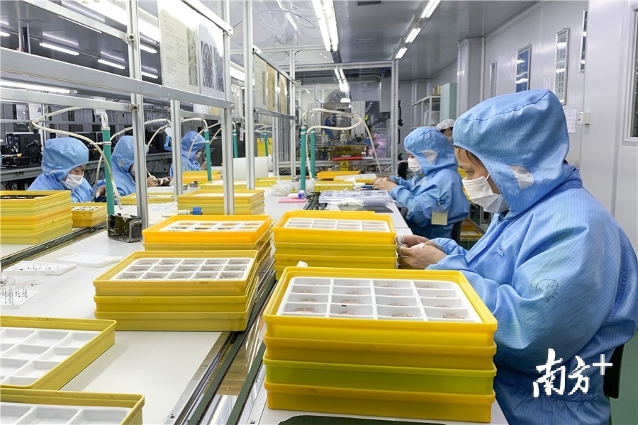 东莞得利钟表的生产车间,工人戴着口罩,绑着指套,耐心地打磨手表.