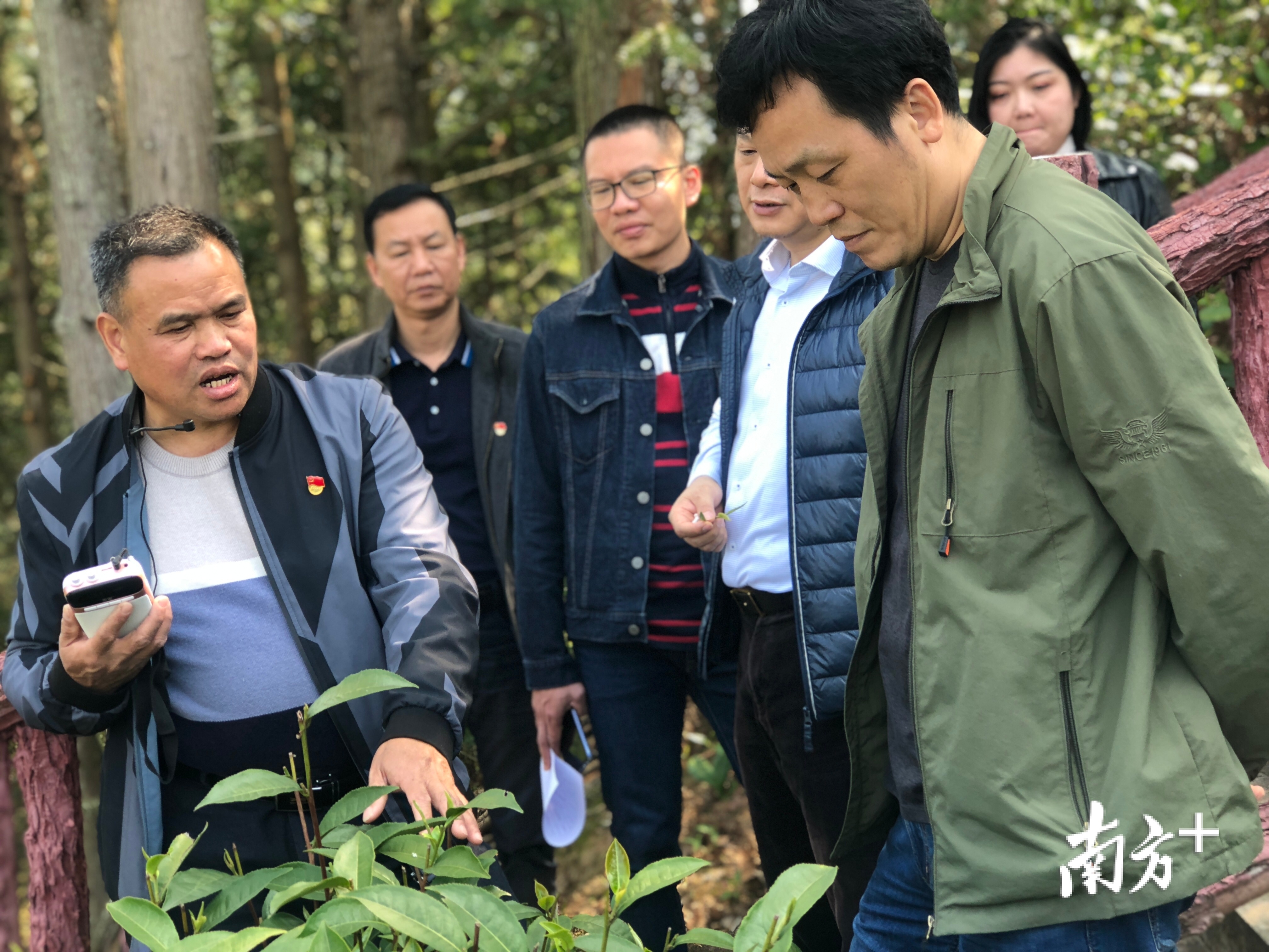 韶关仁化这场白毛茶交流活动助力一村一品走出去