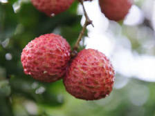 给“荔”阳江！早熟产区延伸后市优势，高标准管理为品质加持