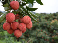 广东国际网络荔枝节4月22日启动，7地连线、全产业链加持、媒体矩阵全程直播！