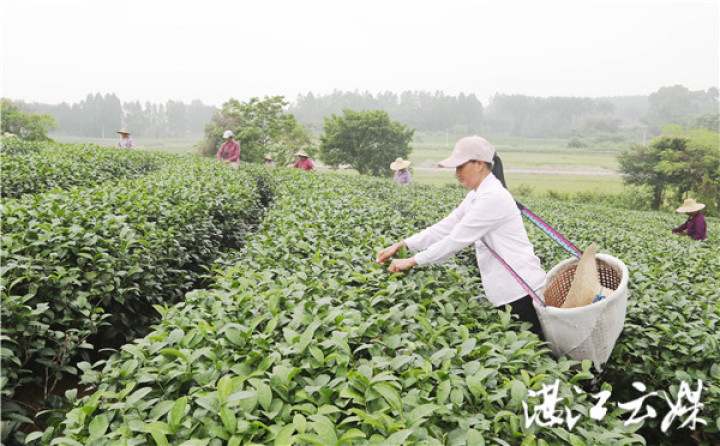 4月18日，茶农正在廉江市良垌镇后塘村的茶园采茶。记者 李波 李嘉斌 摄