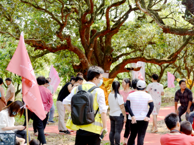 硬核！茂名副市长与各区(市)长“1+5”超强矩阵变“主播”为荔枝带货直播！
