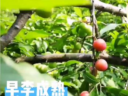 嘎嘣脆！博罗早李子上市了！
