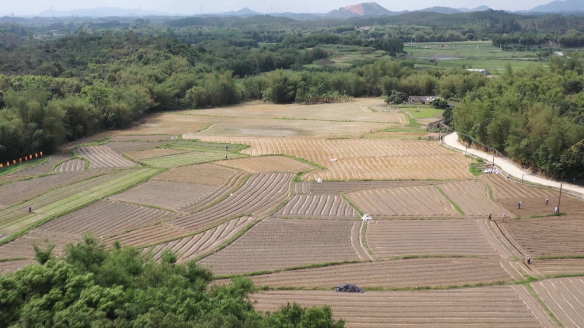 脱贫攻坚阳西县塘口镇头雁工程助力精准帮扶
