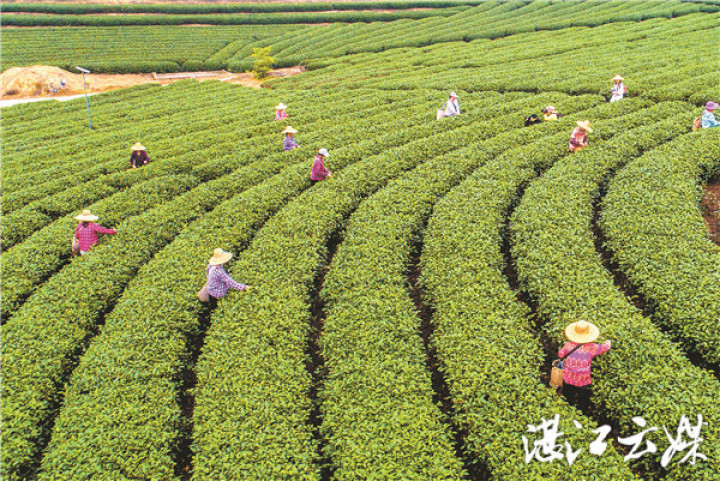 谷雨时节摘春茶，这是位于廉江良垌的茶园即景。 记者 李波 李嘉斌 摄