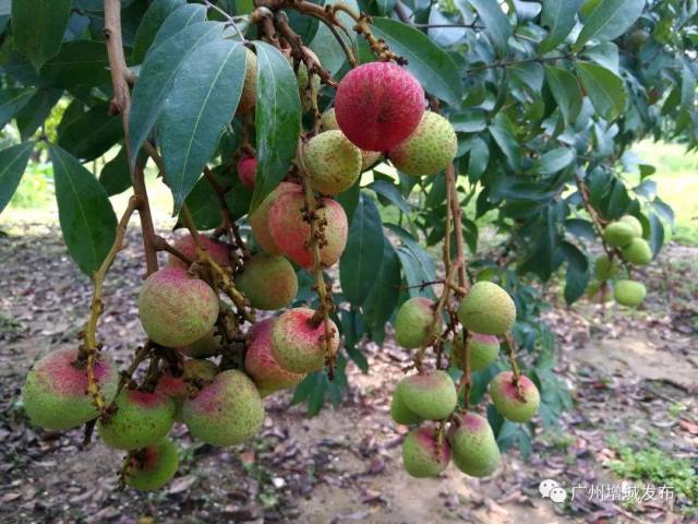 即将成熟!今年增城荔枝5月“甜”到7月不“消停”!