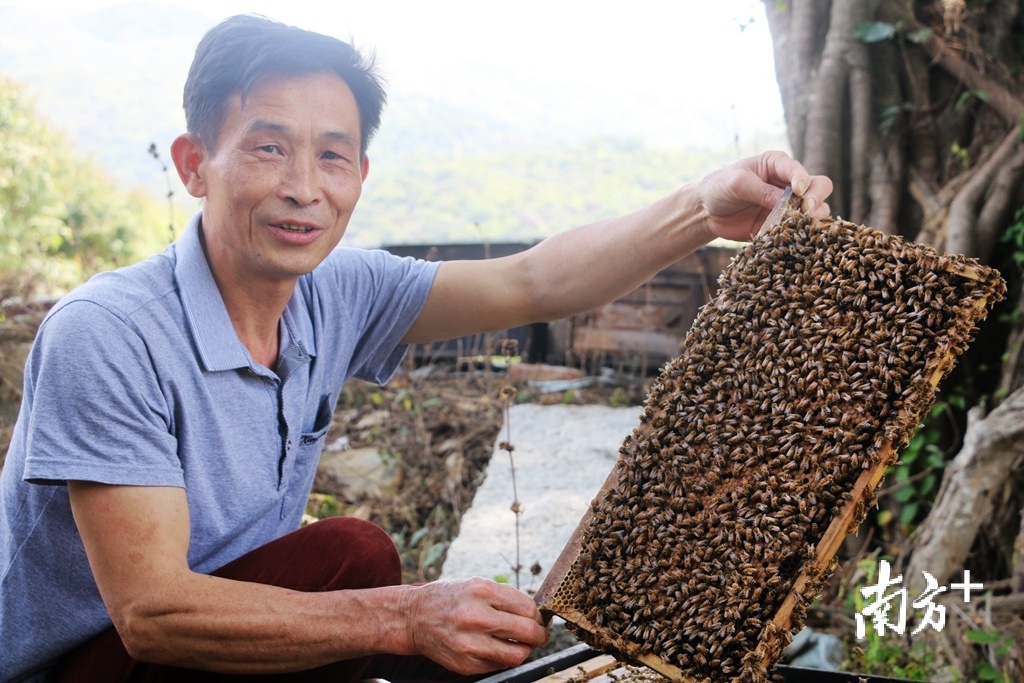 雷伟文将蜂脾从蜂箱中取出，脸上露出满意的笑容。
