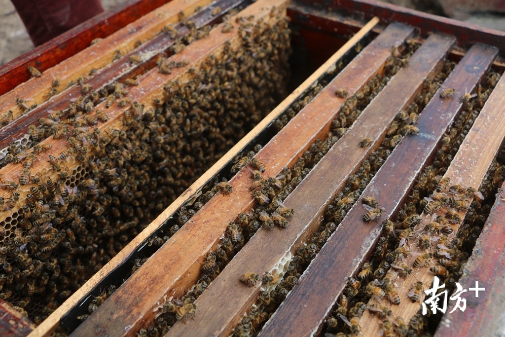 蜂箱是养蜂过程中供蜜蜂繁衍生息的处所，是最基本的养蜂工具。