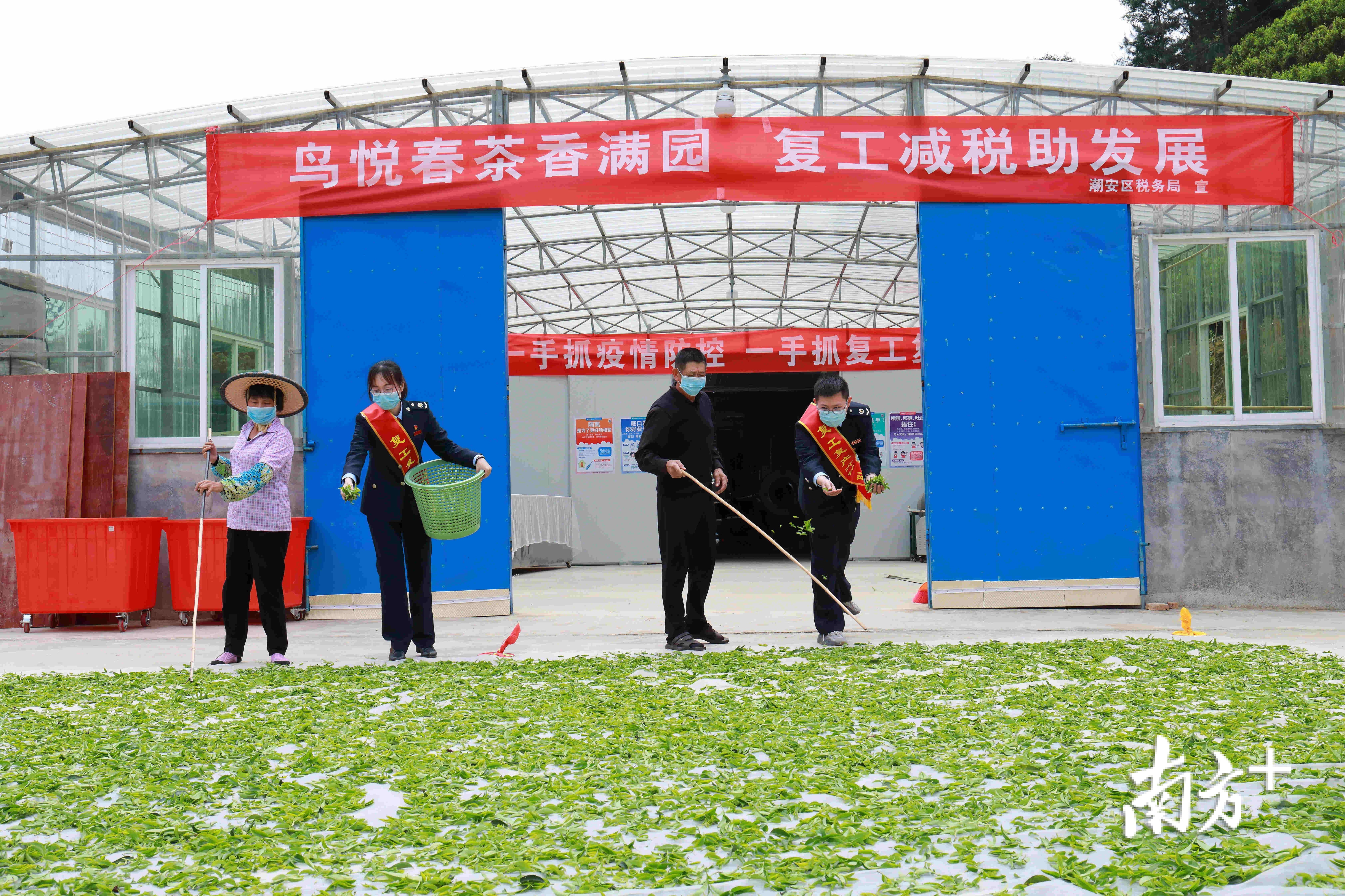 近期，潮安区税务局复工复产先锋队上茶山，为茶企送去“减税礼包”。