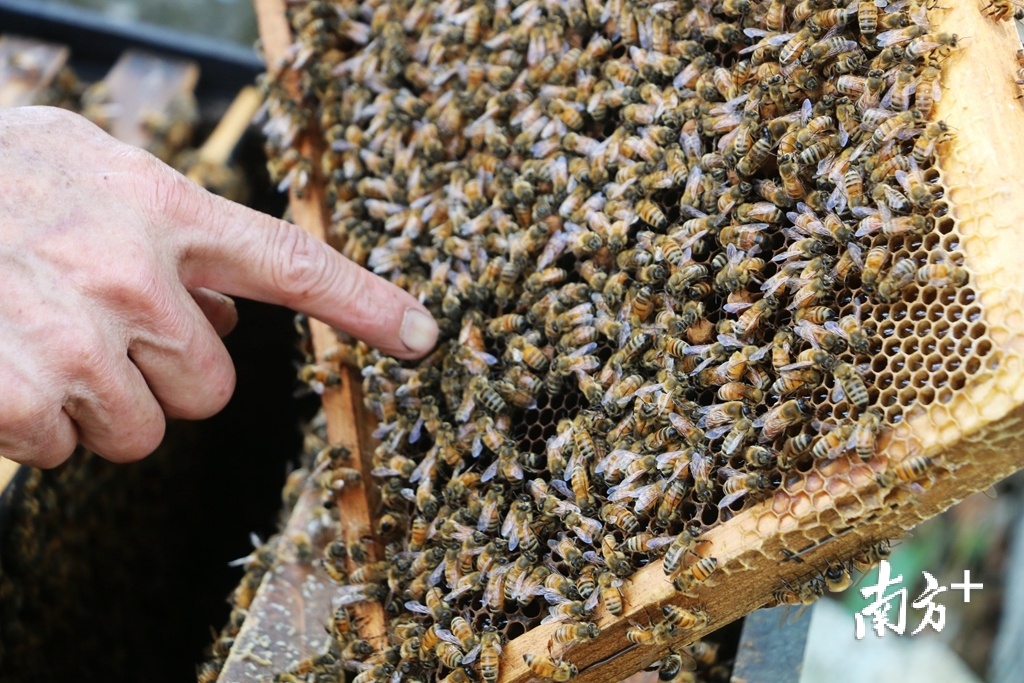蜜蜂对提高农作物产量具有十分重要的作用，而蜂蜜产品可以增加农民收入。