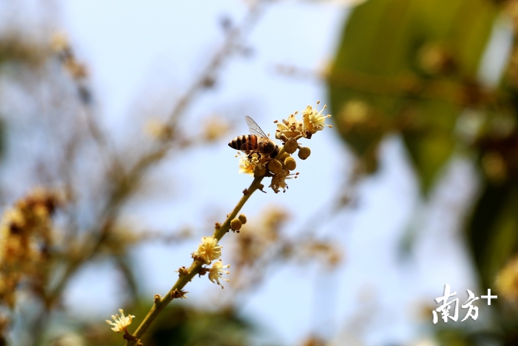 伴着花香，蜜蜂翩然飞舞忙采蜜。