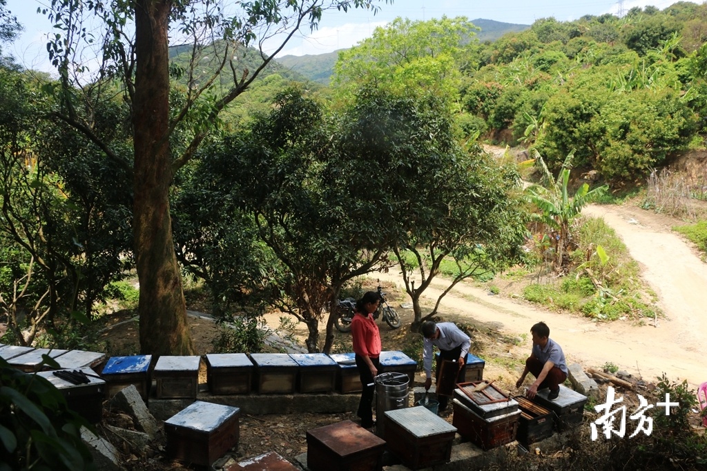 春回大地，万物复苏，蜂农抢抓晴好天气采收蜂蜜，忙碌于他们的“甜蜜事业”。