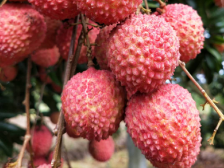 一荔兴一村，德庆鸳鸯桂味这个自带网红特质的荔枝越来越火啦！