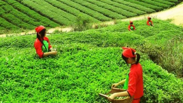 舌尖上的“非遗”——玉湖炒茶,香飘四海!