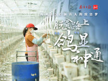 脱贫路上“鸽”显神通，梅州85后新农人的致富梦|决战决胜脱贫攻坚