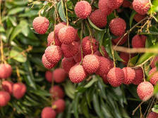 创新荔枝营销模式 为广东荔枝产业高质量发展插上“数字翅膀”