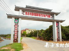 高州市长朱春保：五大措施畅通荔枝销售，叫响