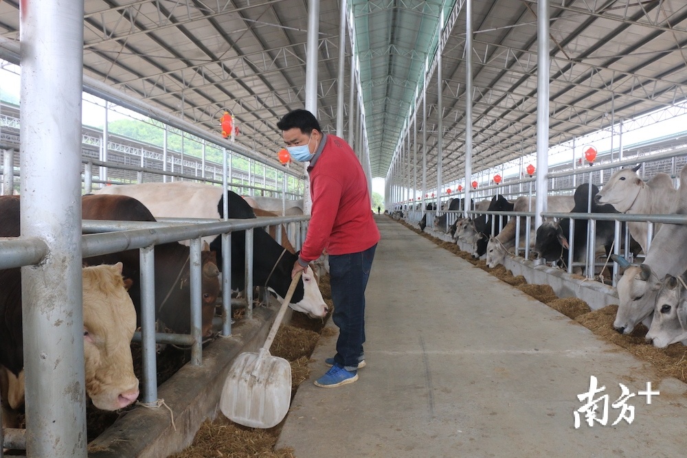 甘牛集团龙州养殖总园内,哞哞声不断,肉牛长势喜人。 甘牛集团龙州养殖总园内,哞哞声不断,肉牛长势喜人。