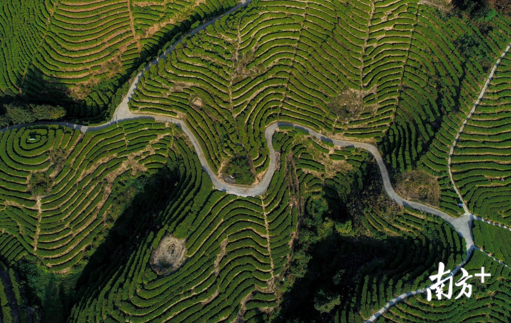 梅州五华松岗嶂七畲径的生态茶园,目之所及都是茶树,由上世纪70年代上山下乡的知青所种植。 梅州五华松岗嶂七畲径的生态茶园,目之所及都是茶树,由上世纪70年代上山下乡的知青所种植。