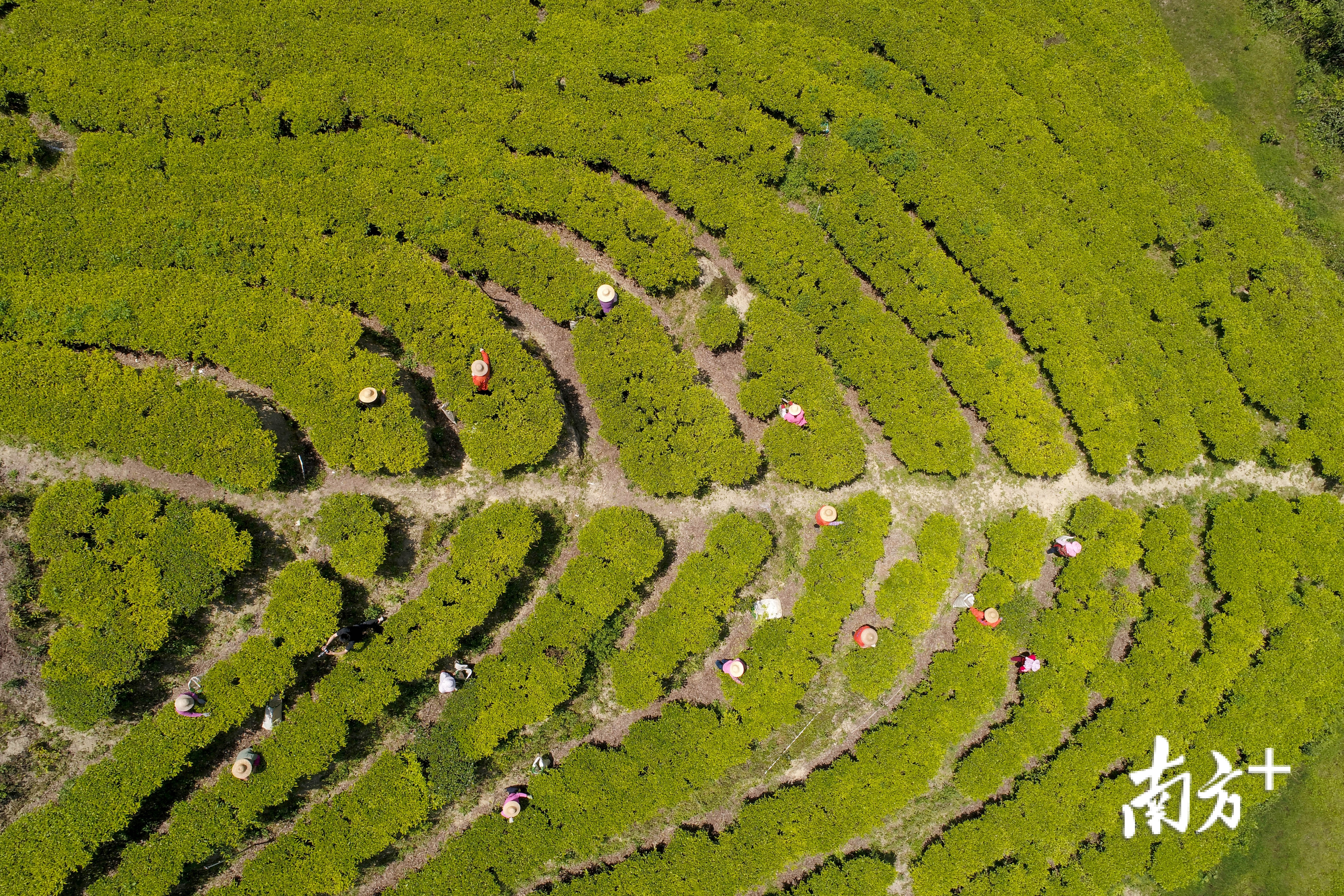 在梅州五华县绵洋镇松七畲径松岗嶂的2000多亩茶园里,工人每天能摘1万多斤茶青。 在梅州五华县绵洋镇松七畲径松岗嶂的2000多亩茶园里,工人每天能摘1万多斤茶青。