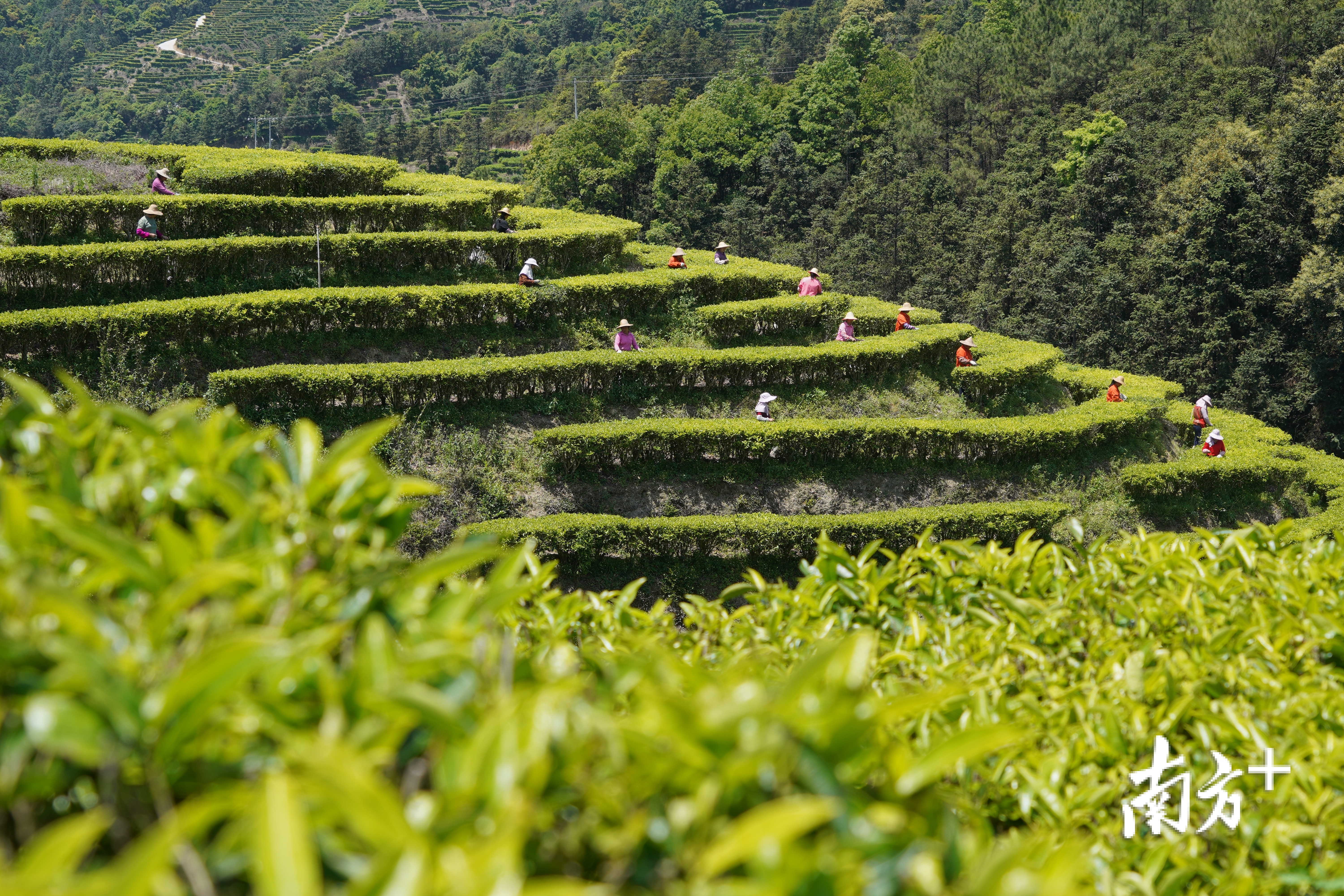 在梅州五华县绵洋镇松七畲径松岗嶂的2000多亩茶园里,工人每天能摘1万