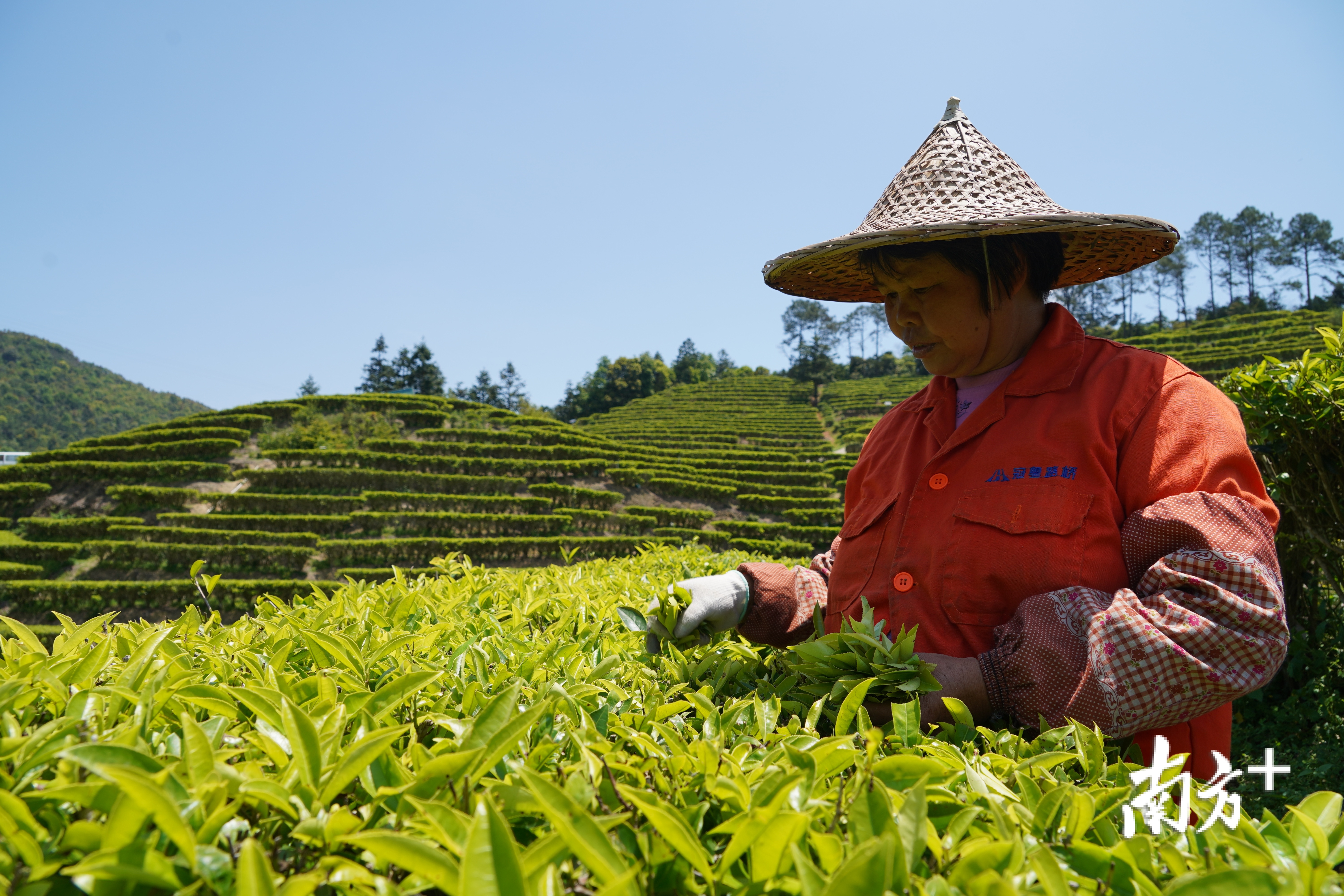 春天你好这地方开门就是茶山大海快来品茶吃蚝