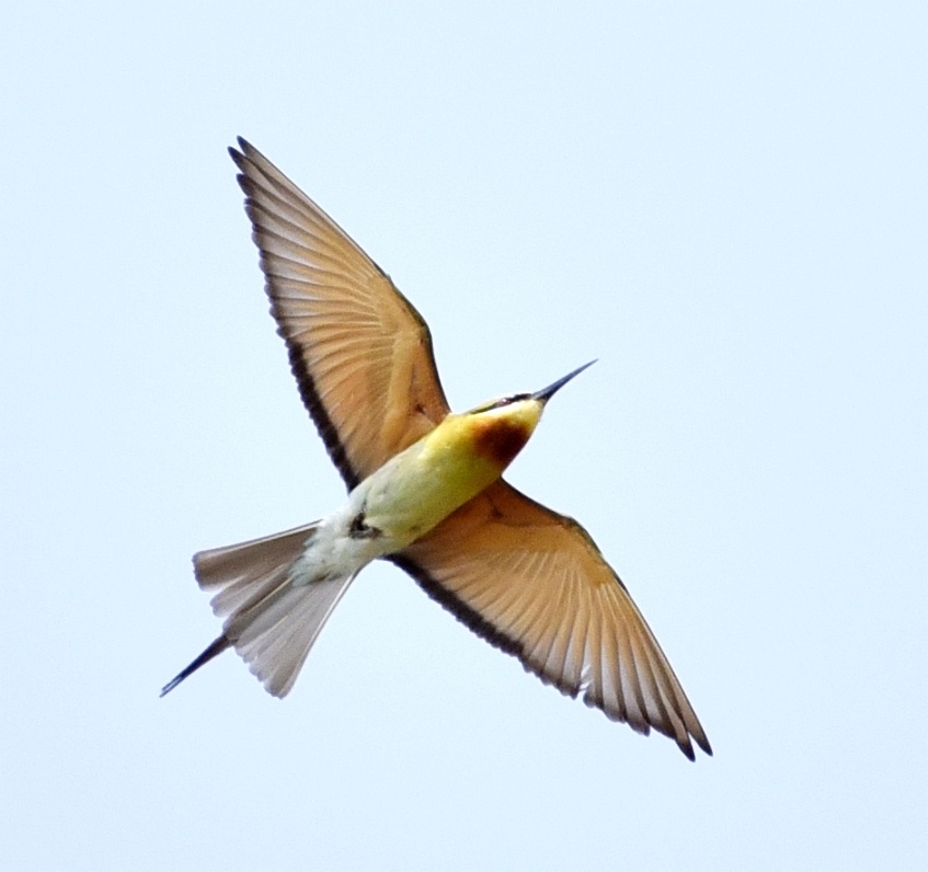 数千只中国最美丽的鸟飞临潮州