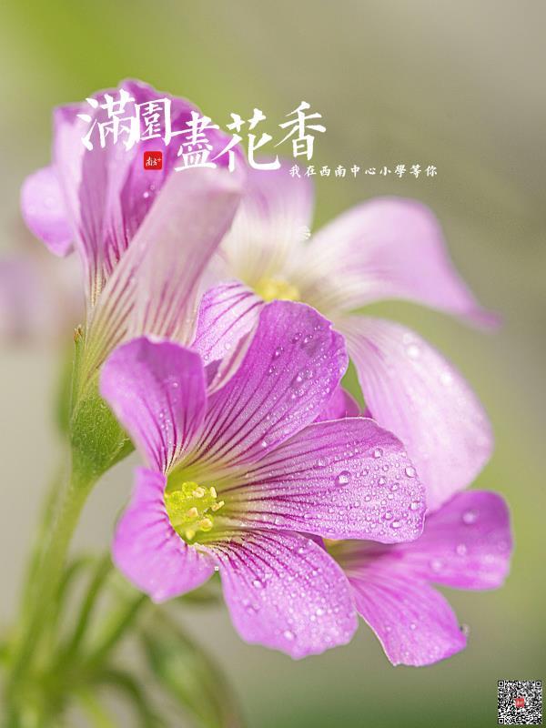 西南中心小学