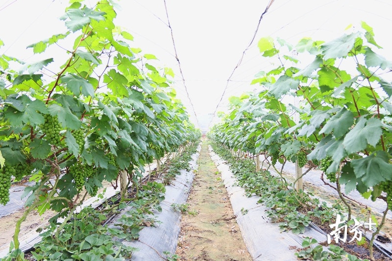 景区内“花果山”