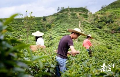 紫金县龙窝镇大力发展茶产业。