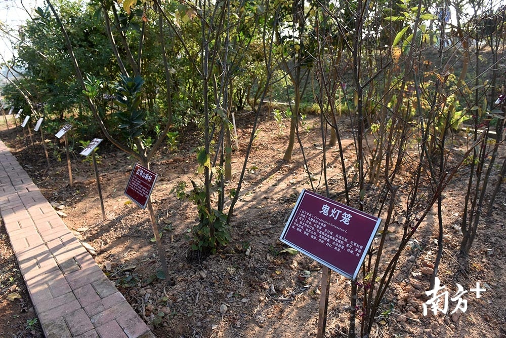 惠州市大力发展中医药产业。图为博罗县农业科技示范场内的中医药种植园。 南方日报记者 梁维春 摄