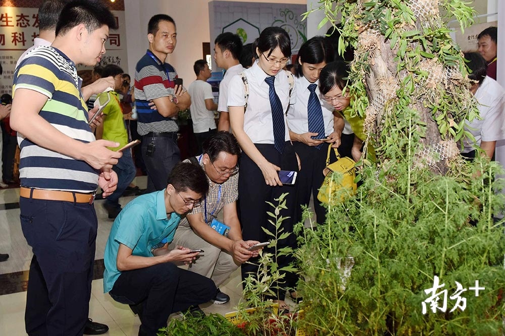 罗浮山中医药博览会上展出的中草药吸引不少市民关注。 南方日报记者 梁维春 摄