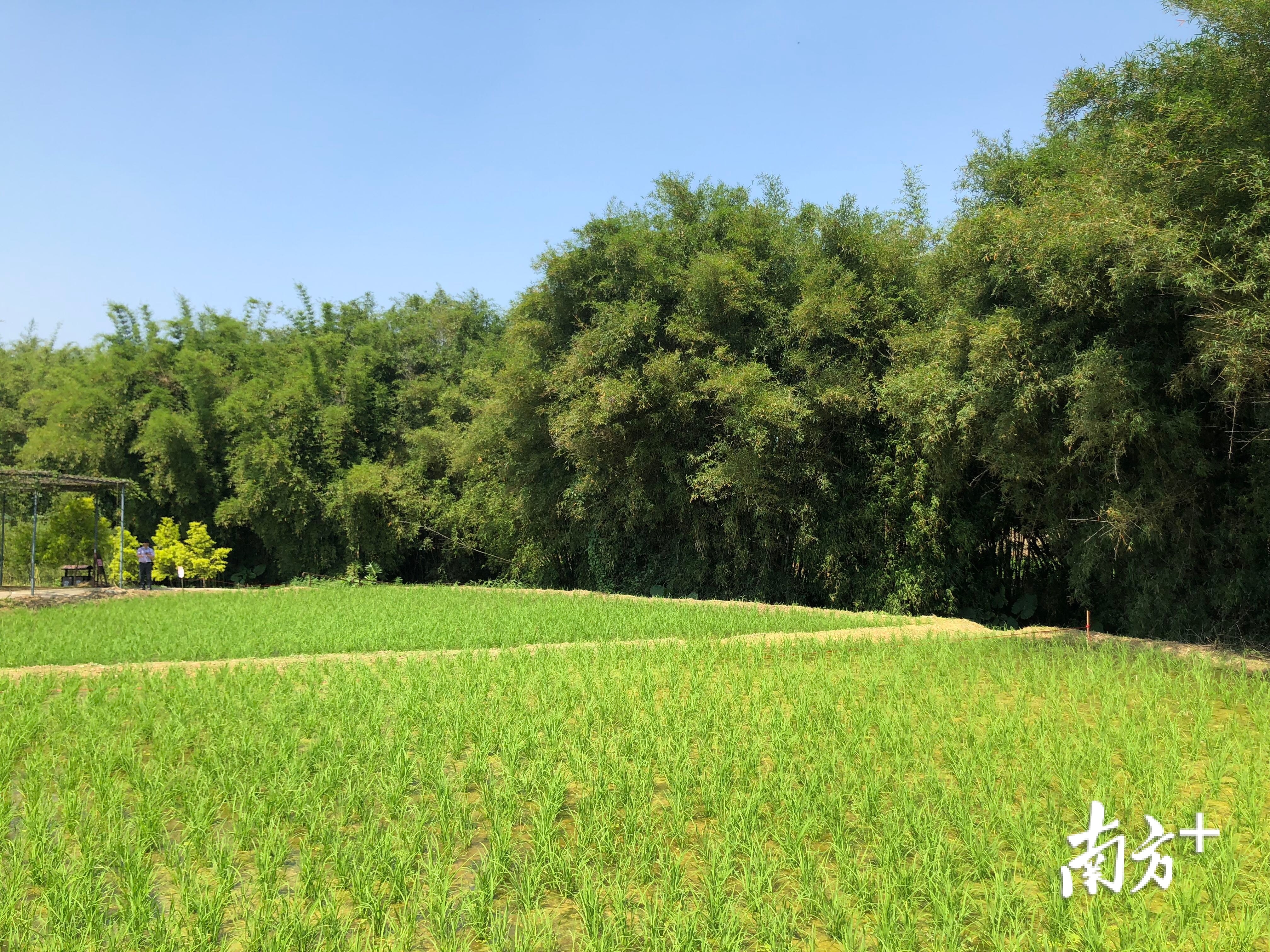 感受田园牧歌广州106个农业公园集中开园