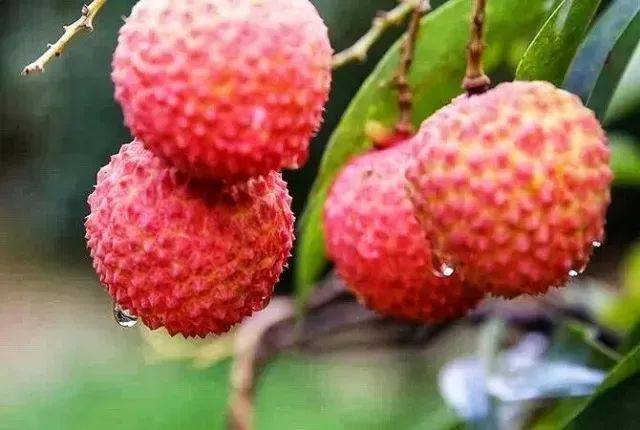 品牌助“荔”！镇隆“东坡荔”品牌LOGO及广告语征集大赛启动