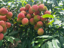 官宣！2020年中国荔枝产业大会定于5月20日茂名开幕！