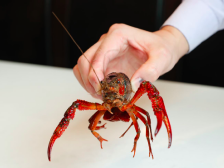 在+学做菜“五一”特辑〡居家自制十三香小龙虾