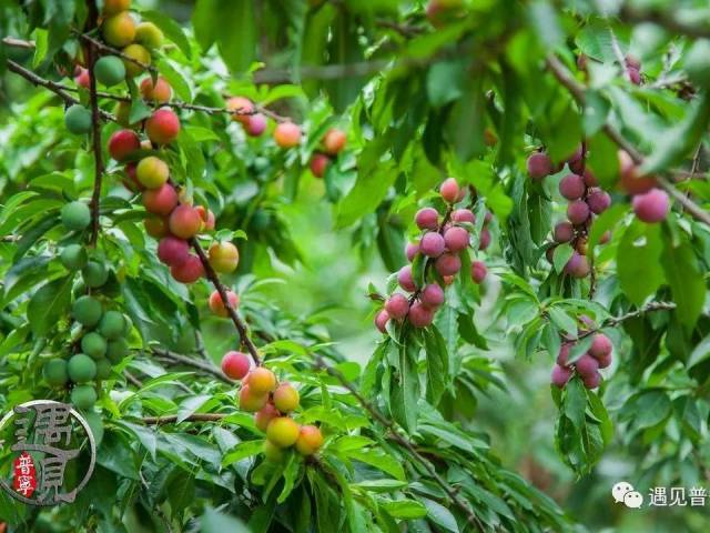 遇见普宁--瓜园村李子成熟时