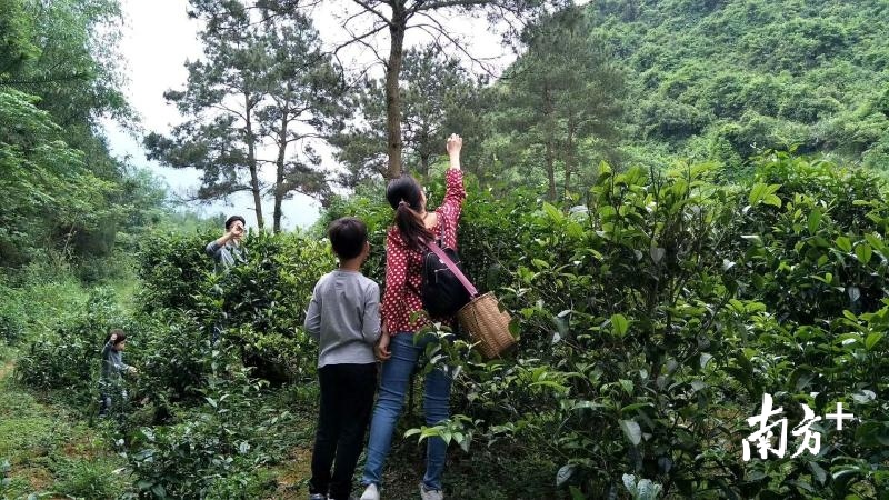 曲江罗坑镇乡村旅游回暖。