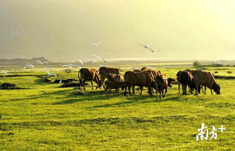 曲江罗坑镇乡村旅游回暖。