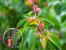 瓜园村李子成熟时
