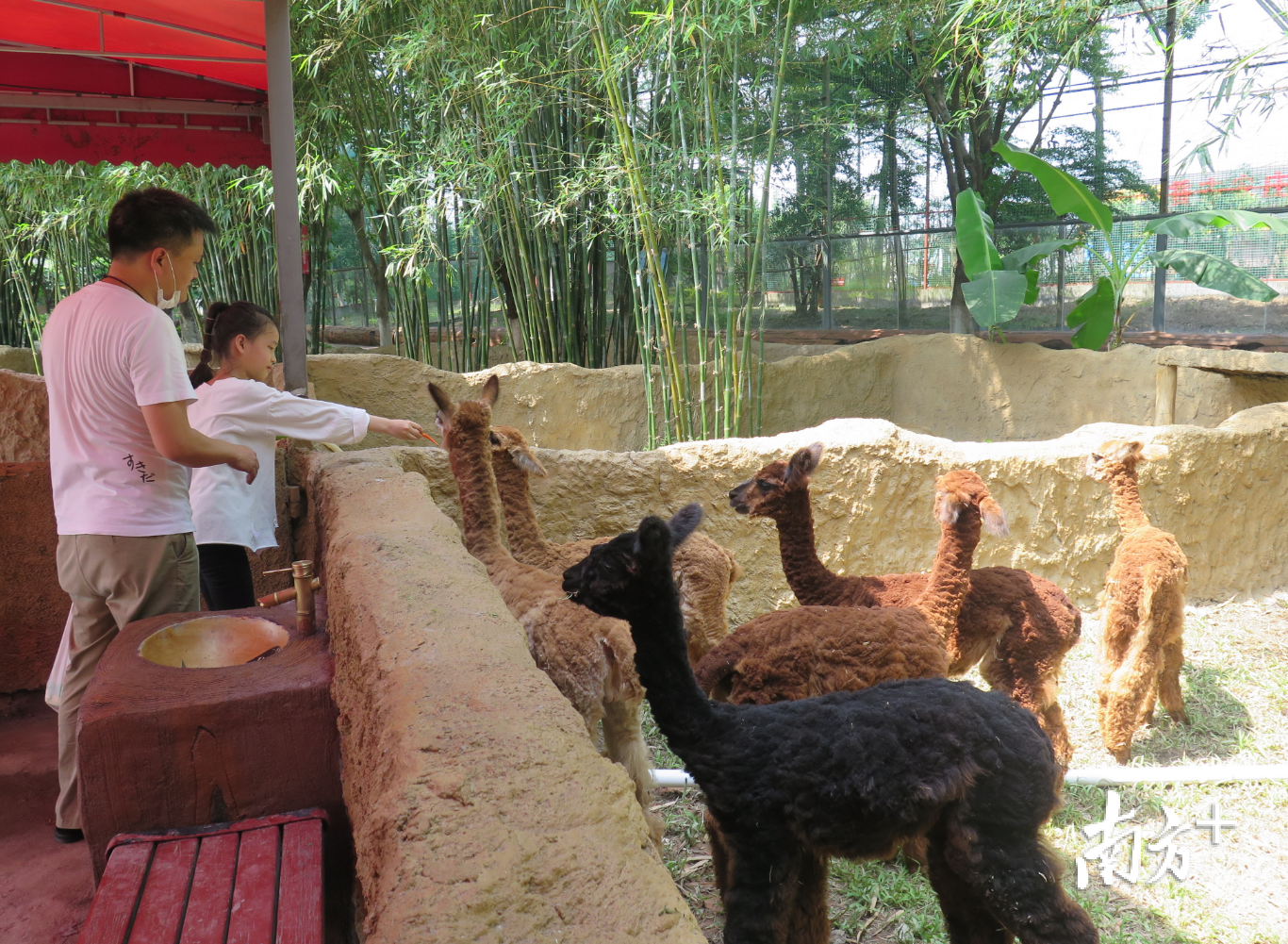 五一12萬遊客到東莞香市動物園看萌獸