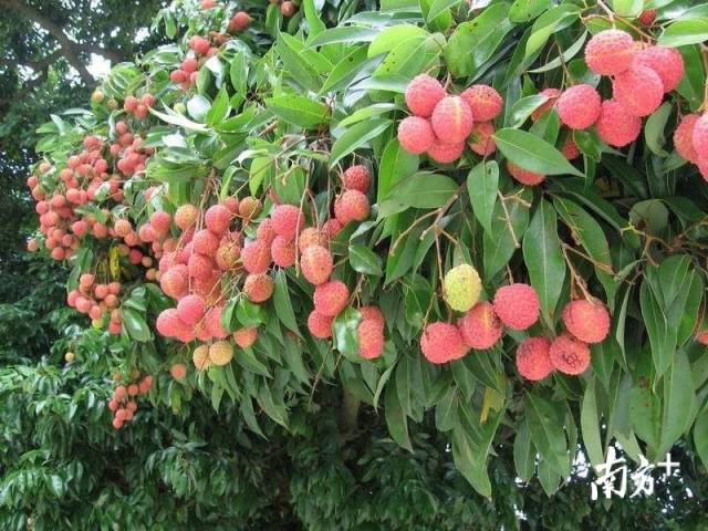 首次启用“罗浮山荔枝”地理标志专用标识！博罗荔枝“12221”市场营销启动