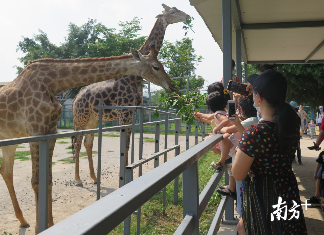 五一12萬遊客到東莞香市動物園看萌獸