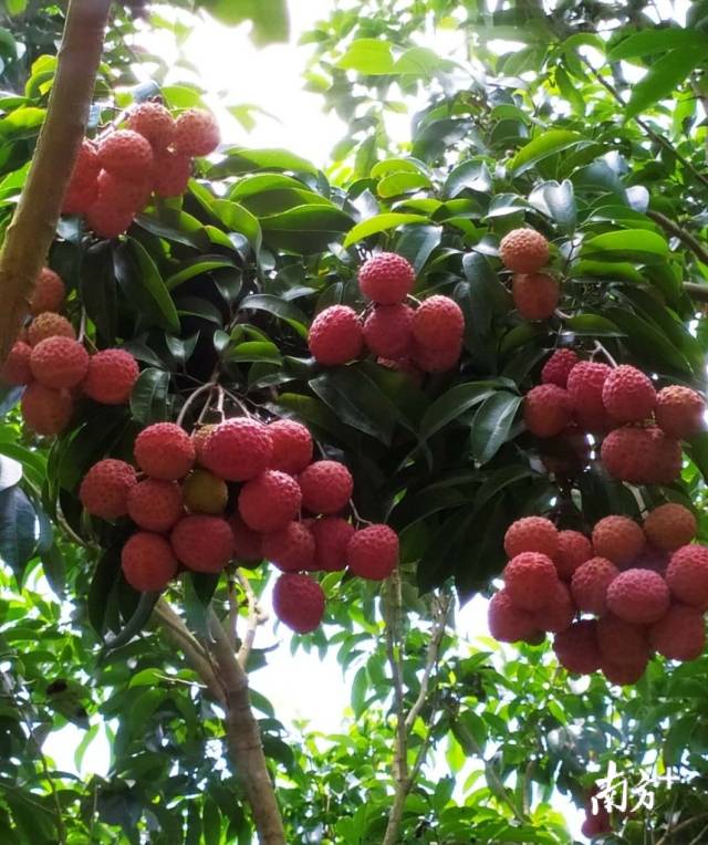 汕尾近15万吨优质荔枝将上市，凤山红灯笼最受消费者期待