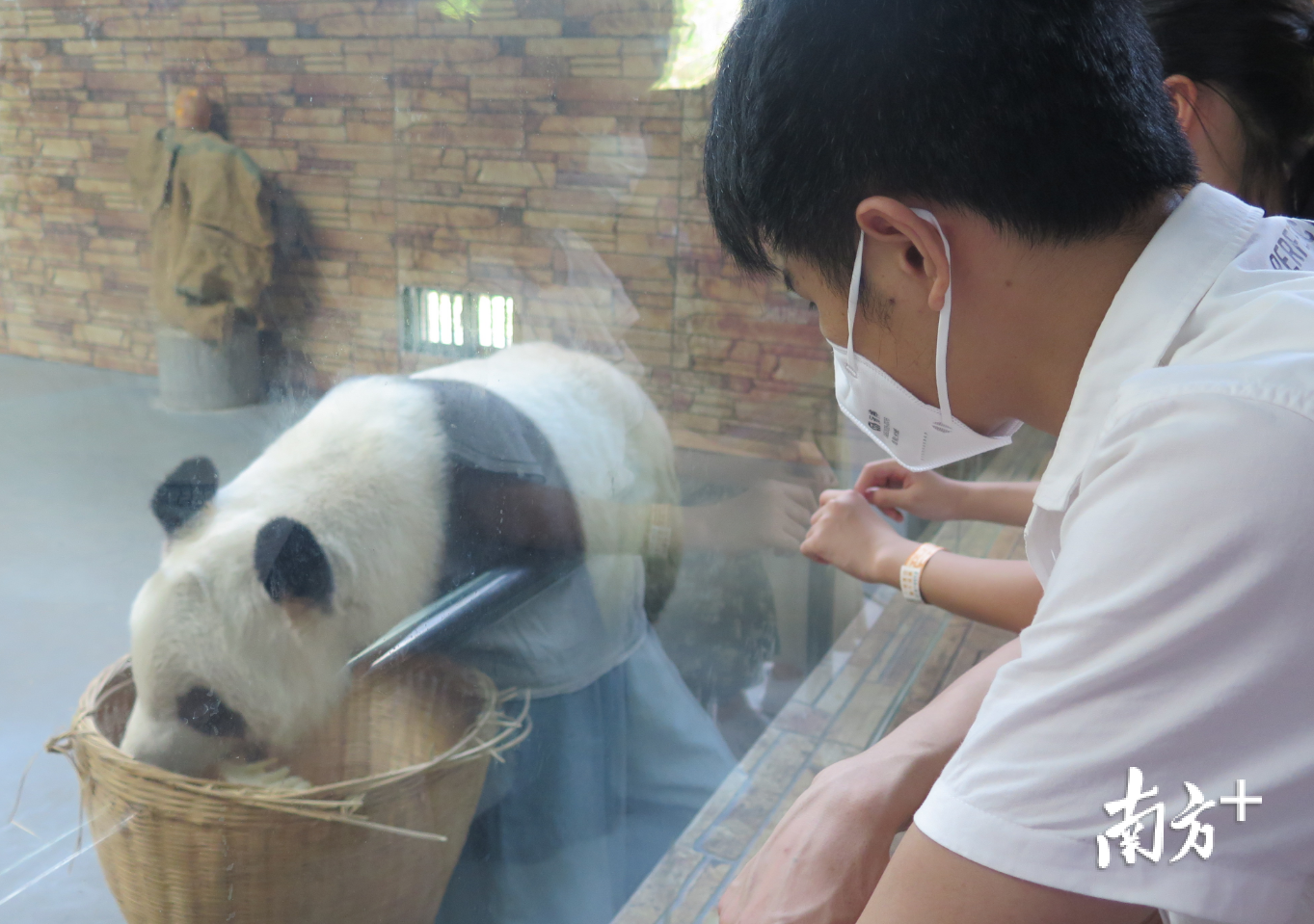 国宝大熊猫最受游客关注。